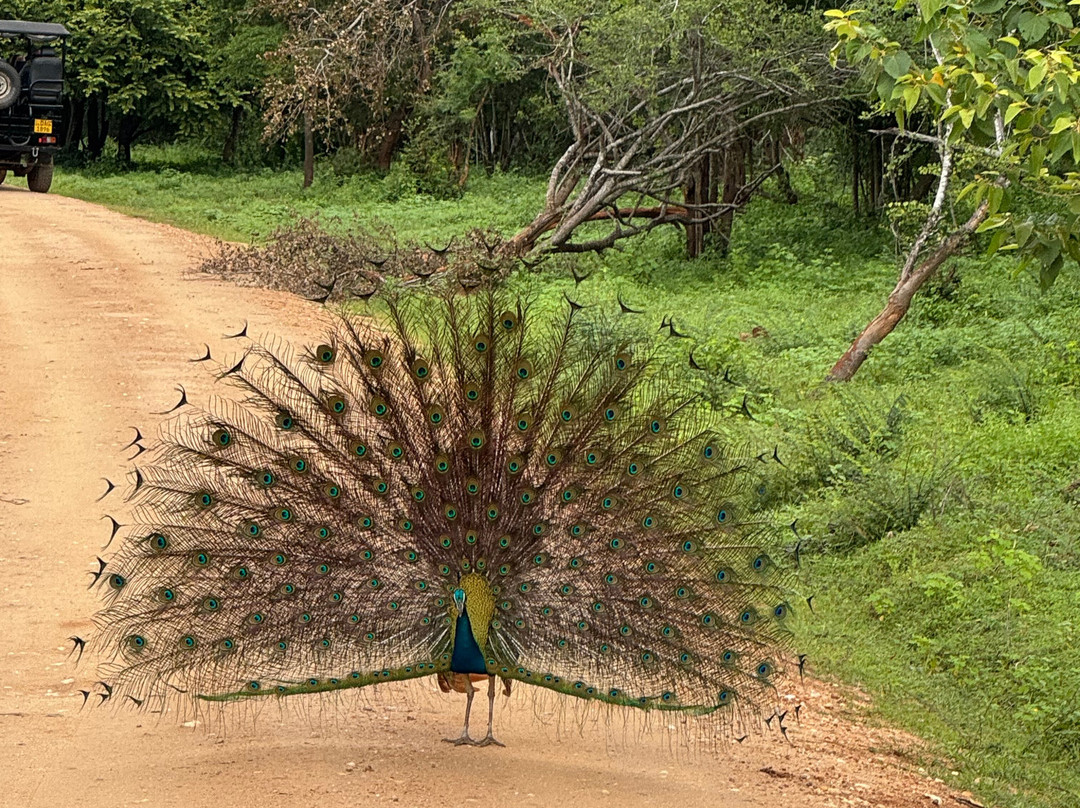 Udawalawe Safari Jeep With Guides-乌达瓦拉维国家公园必去景点