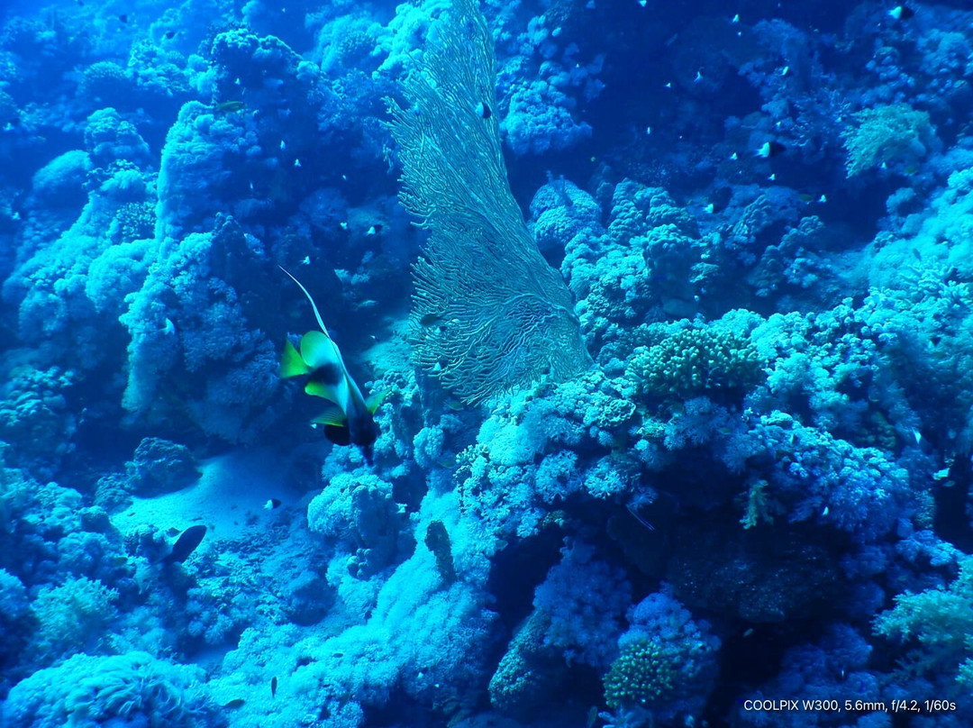 VIP Diving College-沙姆沙伊赫必去景点