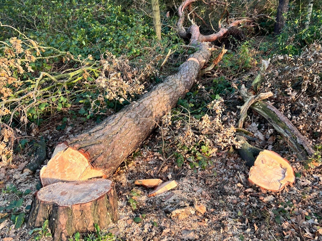 Mere Sands Wood Nature Reserve-Rufford必去景点