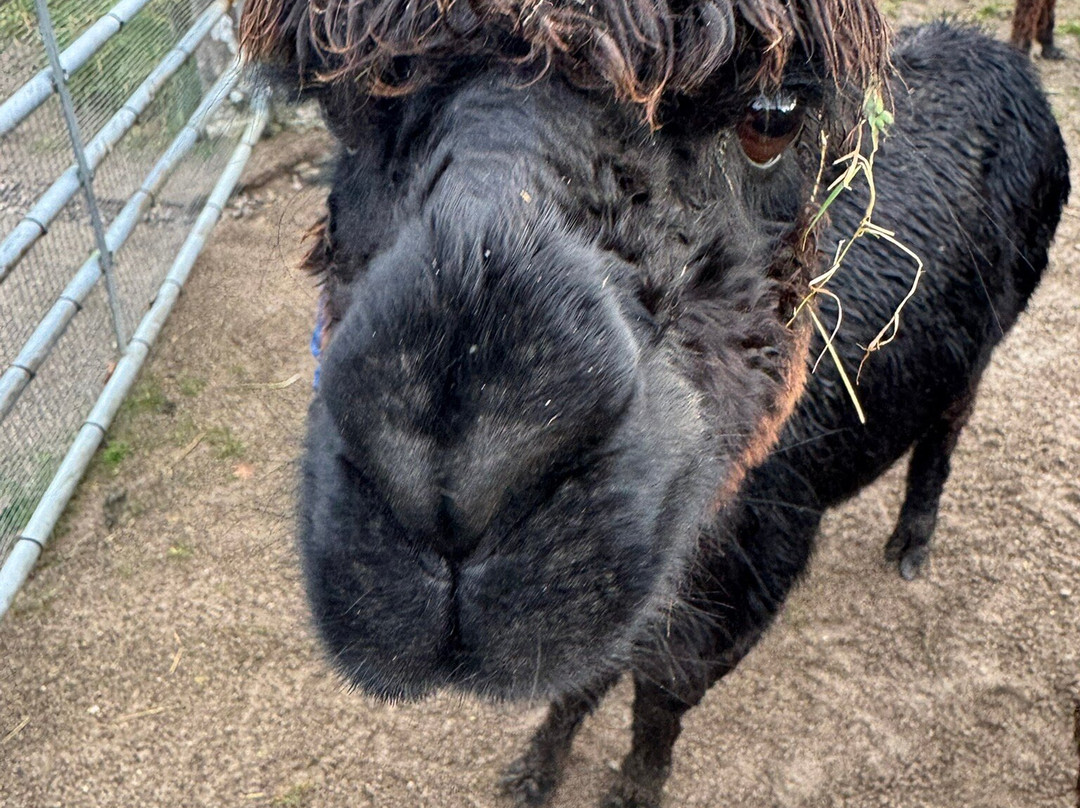 Wreay Syke Alpacas-肯德尔必去景点