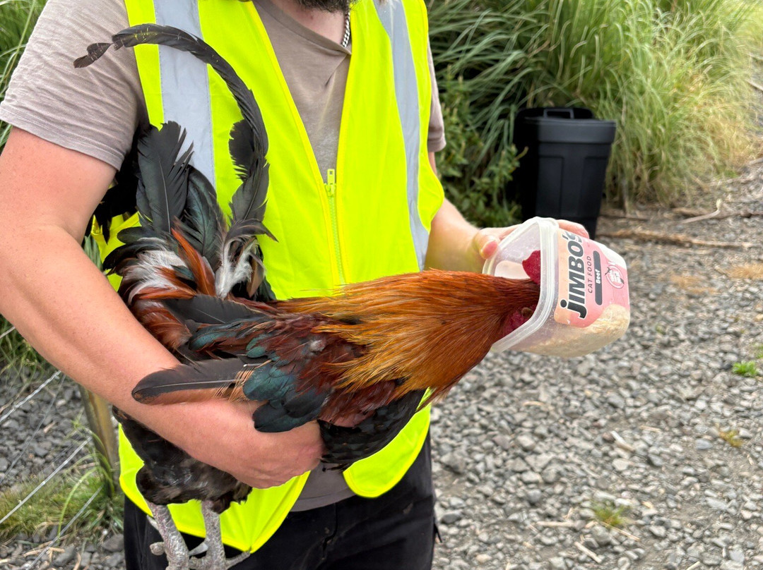 Awakeri Rail Adventures-法卡塔尼必去景点
