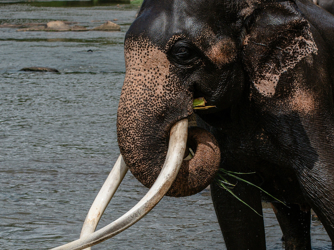 Theavy Tours-Ja Ela必去景点