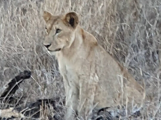 Safari Kenya Bliss (roby & King)-瓦塔木必去景点
