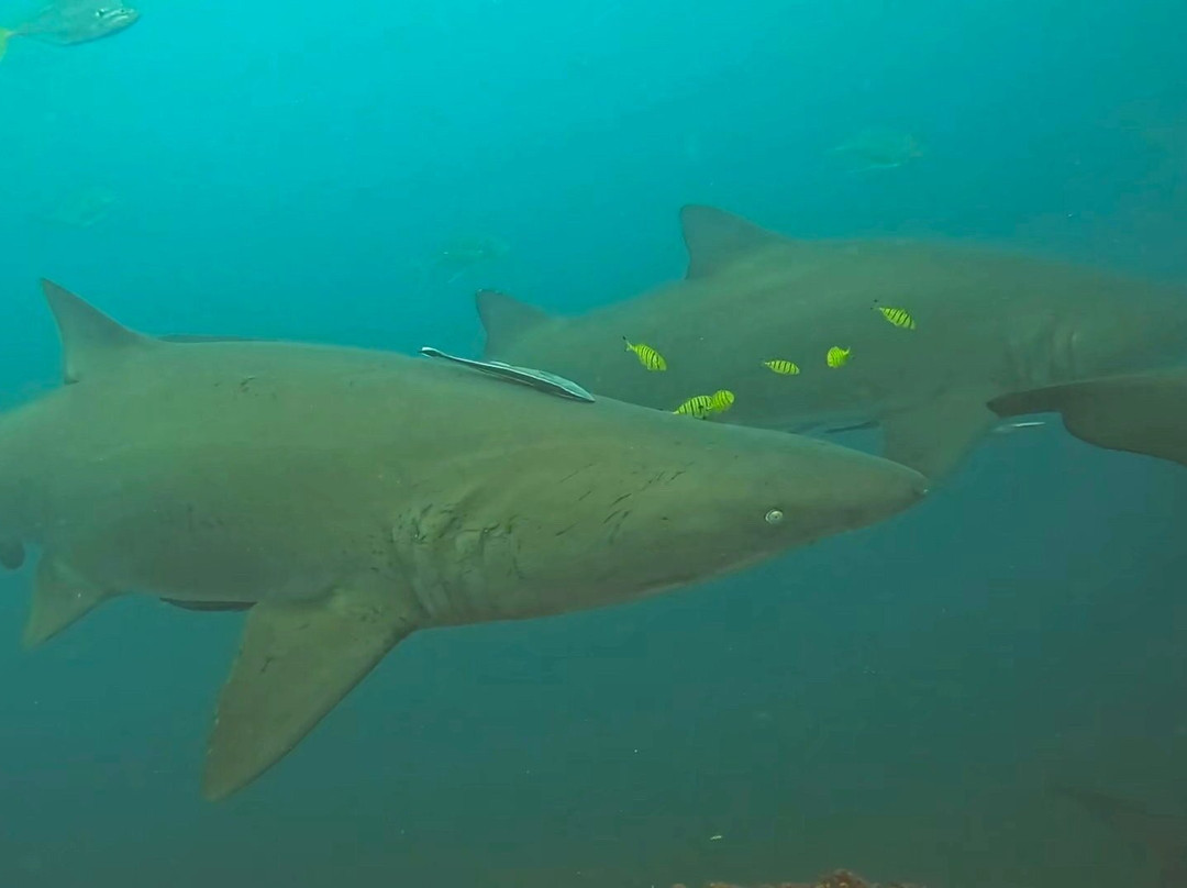 Wolf Rock Dive Centre-Rainbow Beach必去景点
