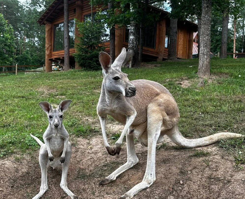 Raksi ZOO-Cesis必去景点