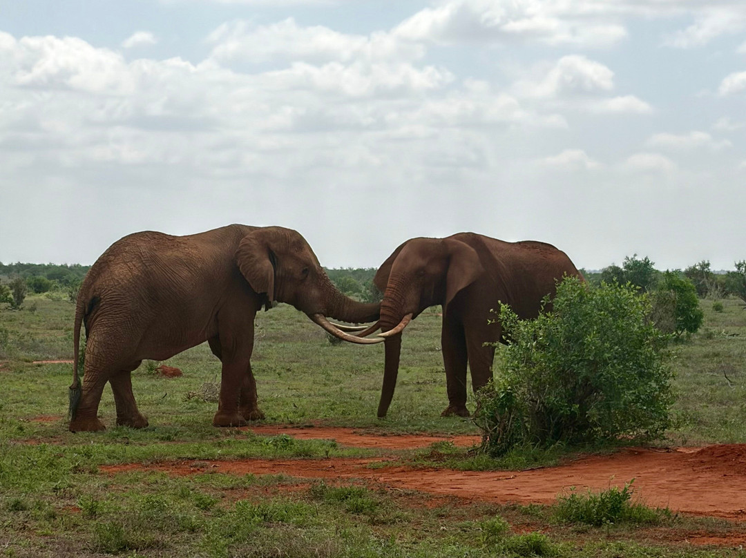 Safari Kenya Con Aragosta