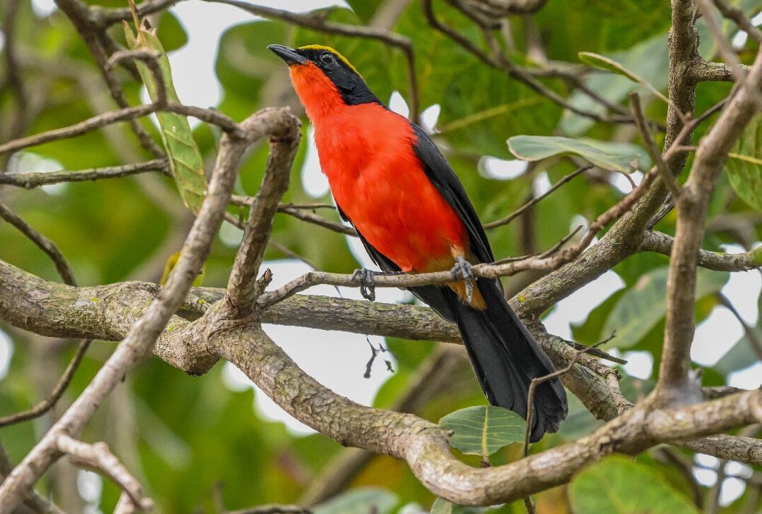 Bird Watching Tours Gambia-Bakau必去景点