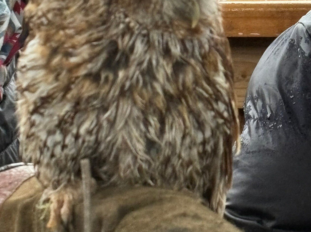 Pitcombe Rock Falconry-Bruton必去景点