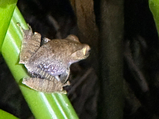 Viro Nomads Travel Co.-Ranomafana必去景点