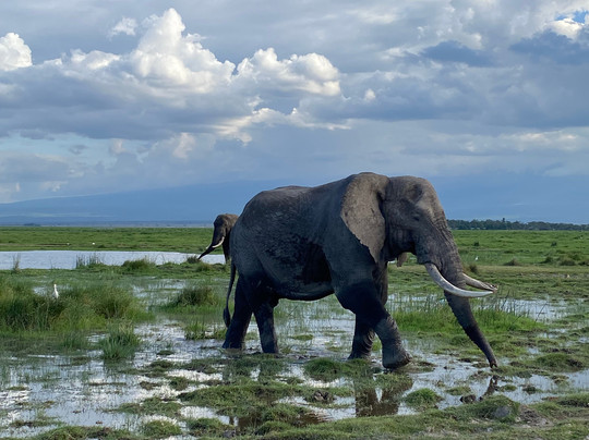 Kikko in Savanna Kenya-瓦塔木必去景点