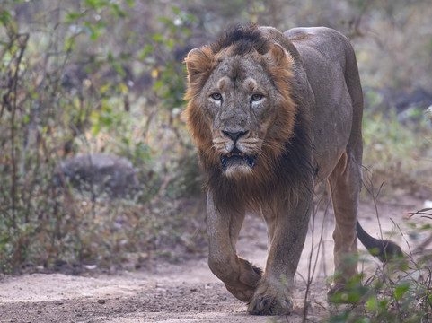 Big Cats of India-苏黎世必去景点