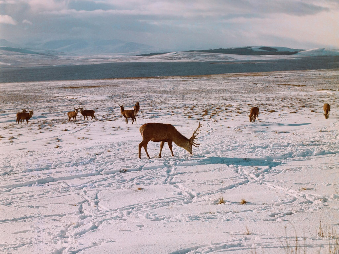 Forsinard Lodge主图