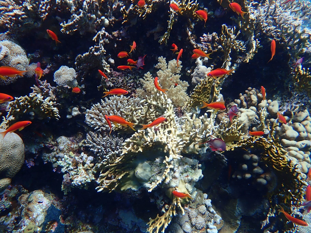 Sinai Dive Club-沙姆沙伊赫必去景点