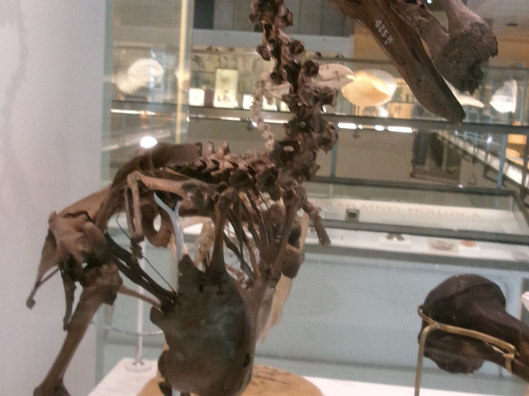 University Museum of Zoology-剑桥必去景点