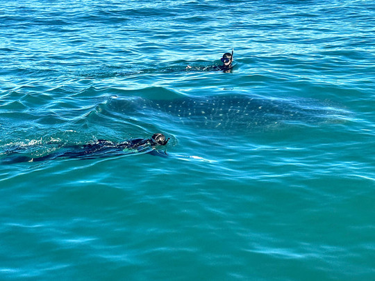 Baja Adventure Co.-拉巴斯必去景点