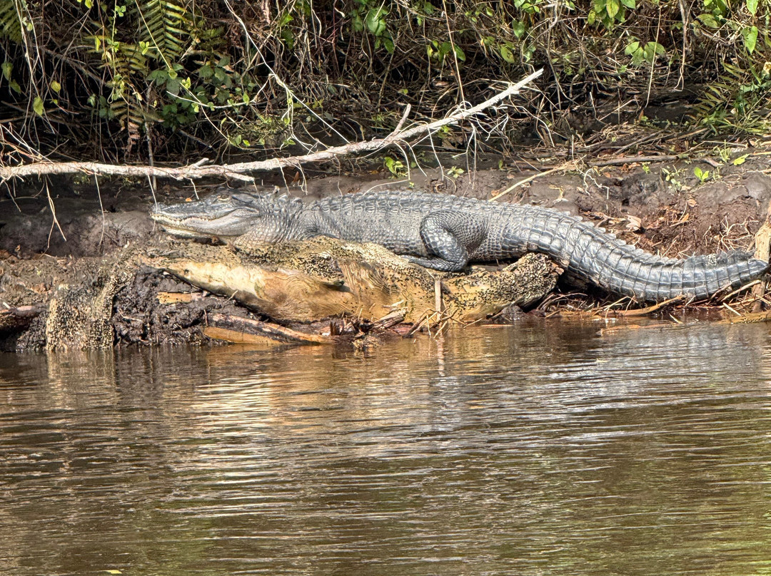 Seminole Wind Airboat tour-阿卡迪亚必去景点