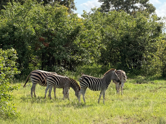 Bushveld Terrace Safari Hotel, Lodge & Spa主图