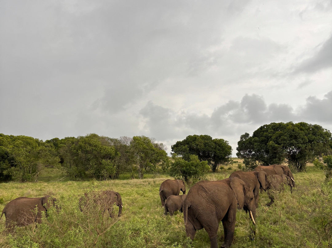 Nature Insight Safaris-内罗毕必去景点