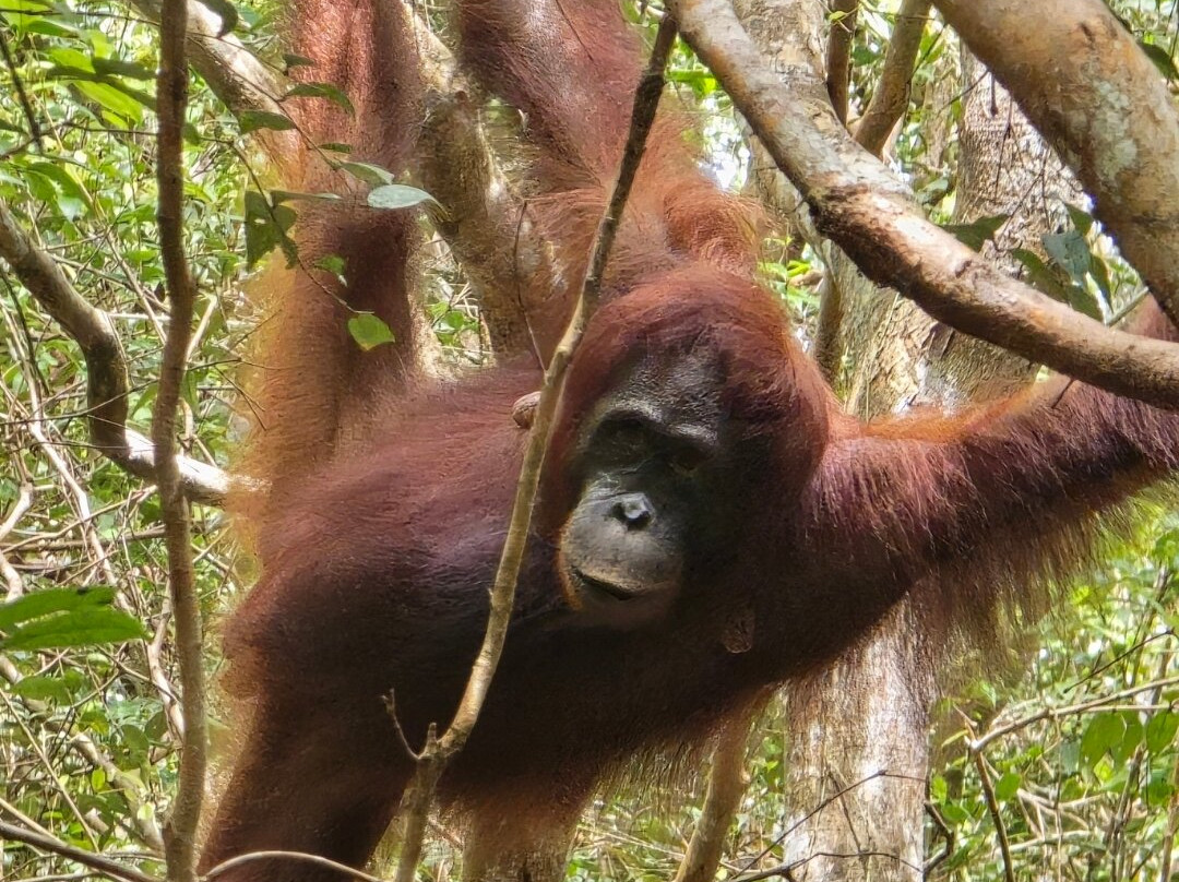 Tanjung Puting Borneo Tour-Pangkalan Bun必去景点