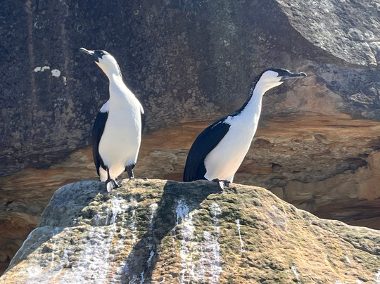 Southern Sea Ventures-霍巴特必去景点