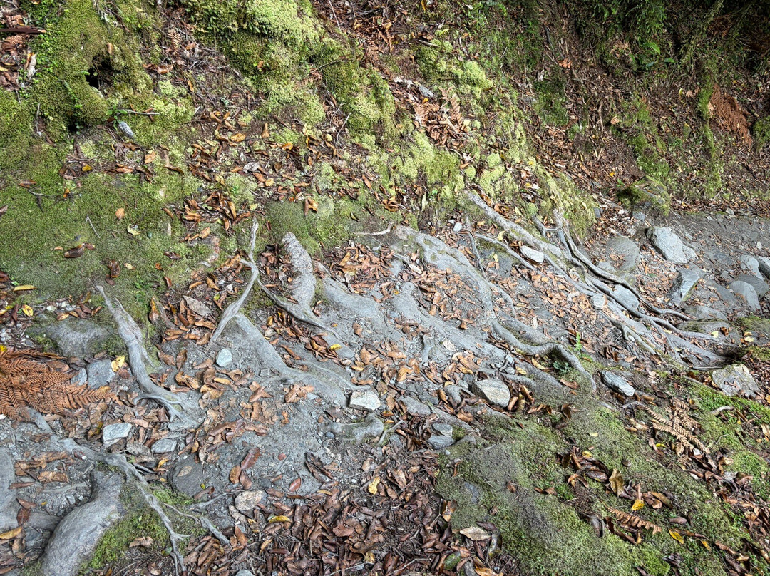 Callery Gorge Walk-弗朗茨约瑟夫（冰川）必去景点