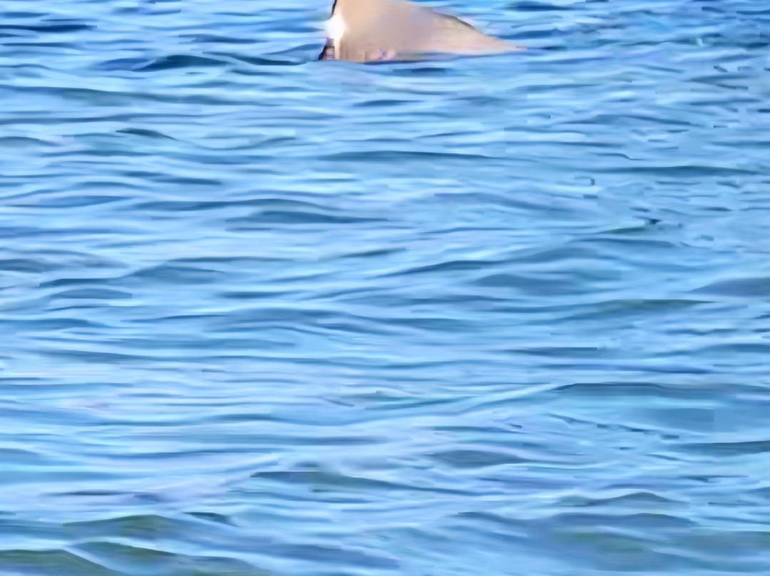 Sweet Sunsets & Dolphin Tours-安娜玛丽亚岛必去景点