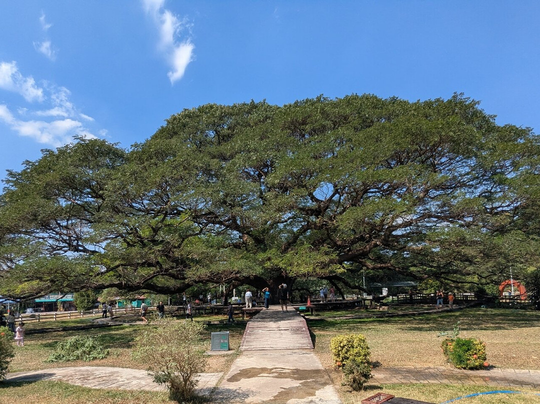Giant Tree Kanchanaburi-北碧必去景点