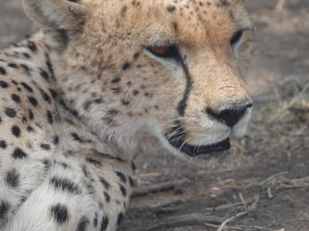 Caracal Tours & Safaris-莫西必去景点