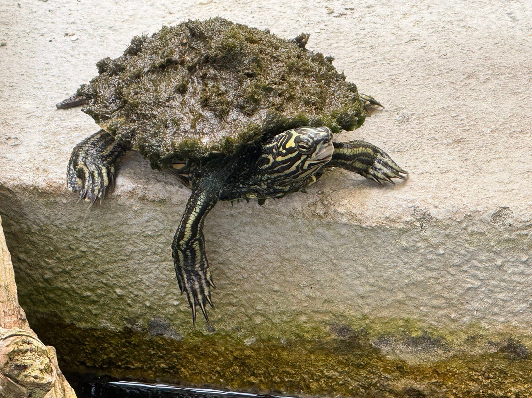 Iguanaland-蓬塔戈尔达必去景点