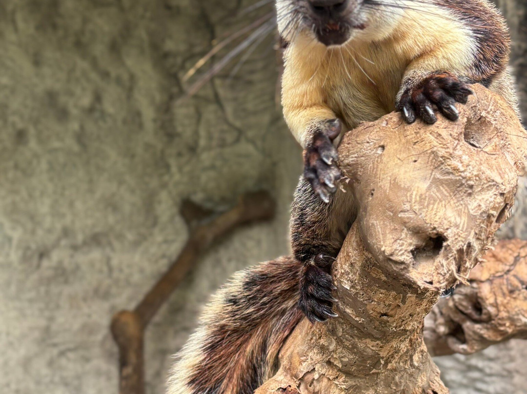 Hidden Mini Zoo Bali-Guwang必去景点