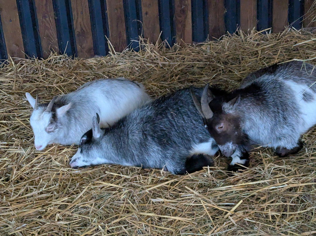 Cefn Mably Farm Park-卡迪夫必去景点