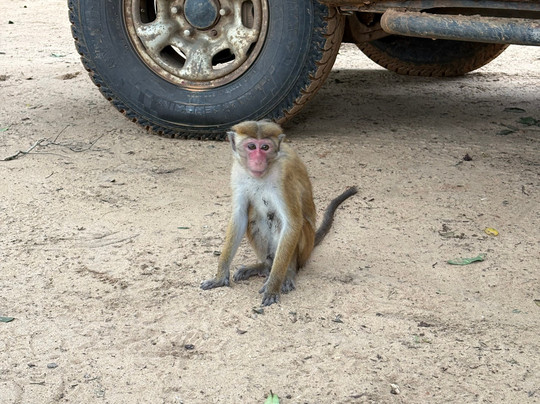 Sweet Home – Wilpattu Safari (Shared & Private), Traditional Cooking Classes, Tours & Homestay-阿努拉德普勒圣城必去景点