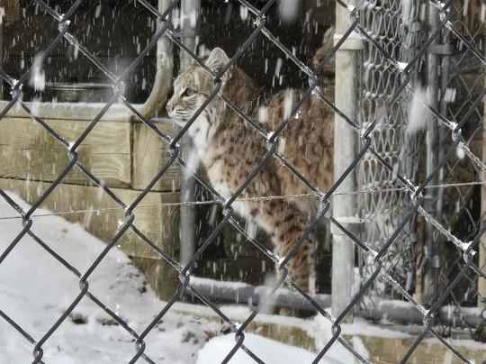 Lakota Wolf Preserve-Columbia必去景点