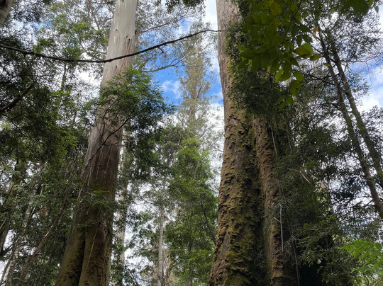 Styx Valley-Maydena必去景点