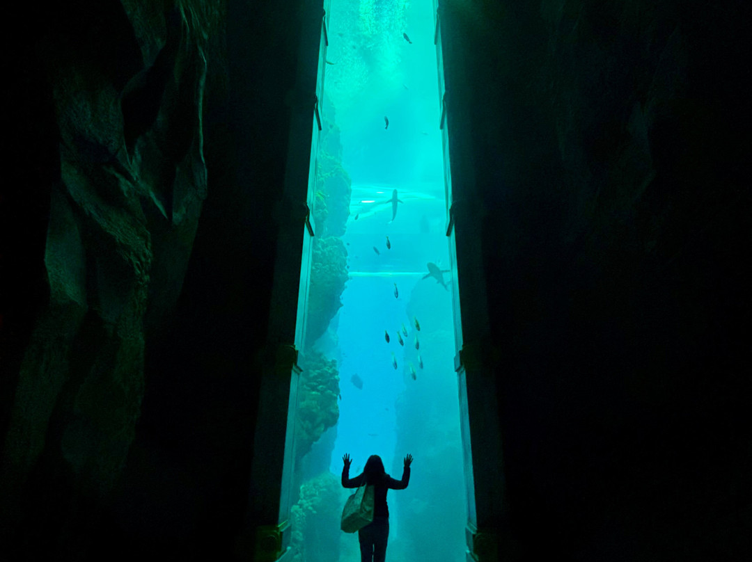 SeaWorld Yas Island Abu Dhabi-阿布扎比必去景点