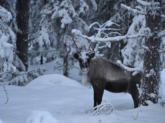 KuksaCabin-Jokkmokk必去景点