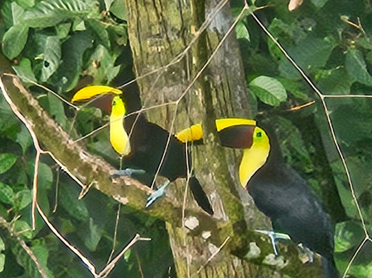 Bella Aventura Costa Rica-Santo Domingo de Heredia必去景点