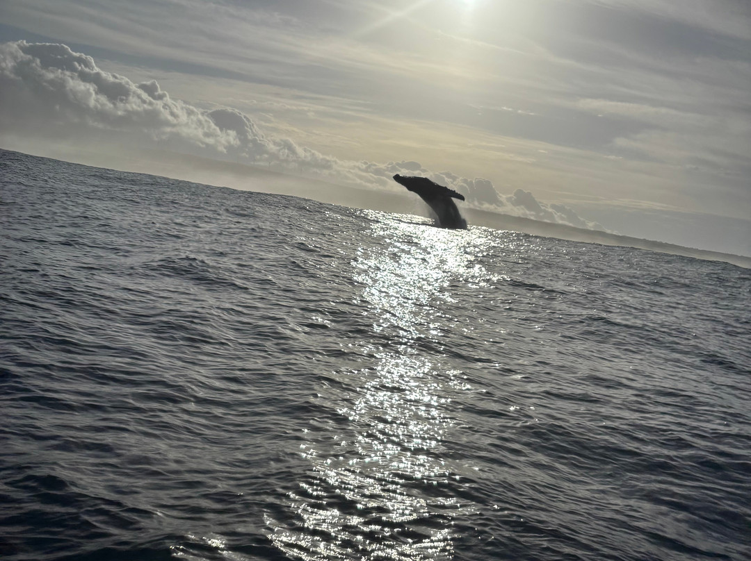 Bob Marlin Charters-哈雷瓦必去景点