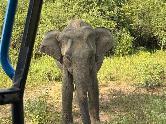 Udawalawe Safari Jeep With Guides-乌达瓦拉维国家公园必去景点