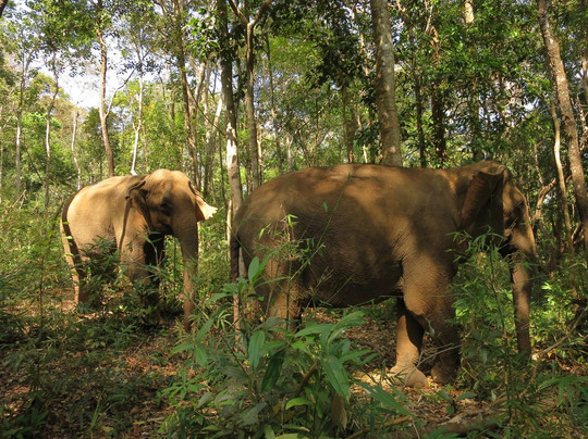 Elephant Community Project - Day Tours-森莫诺隆必去景点