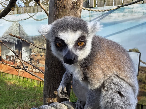 Wild Zoological Park-Bobbington必去景点