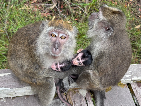 Local Guides - Tanjung Puting-Pangkalan Bun必去景点