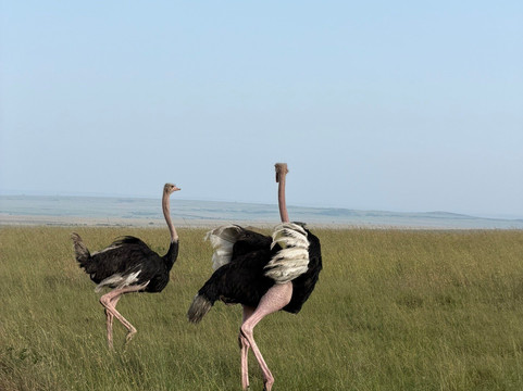 Join African  Savanah-Karen必去景点