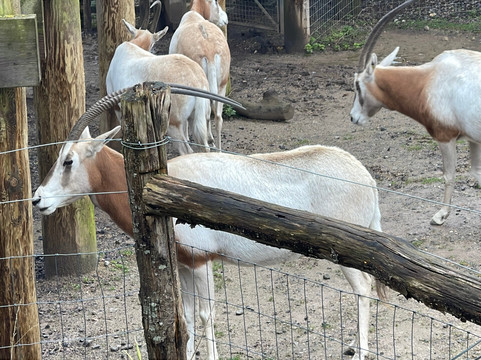 Marwell Zoo-温彻斯特必去景点