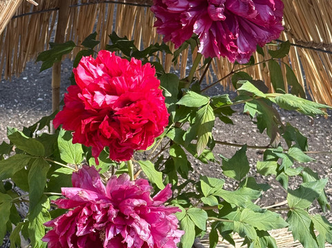 Ueno Toshogu Botanen-Uenokoen必去景点