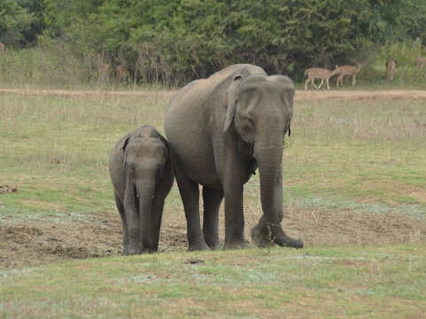 Sri Lanka Explorer-瓦都瓦必去景点
