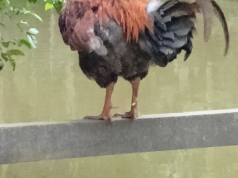 Vale das Hortensias Hotel主图