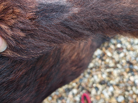 Weald & Downland Living Museum-Singleton必去景点