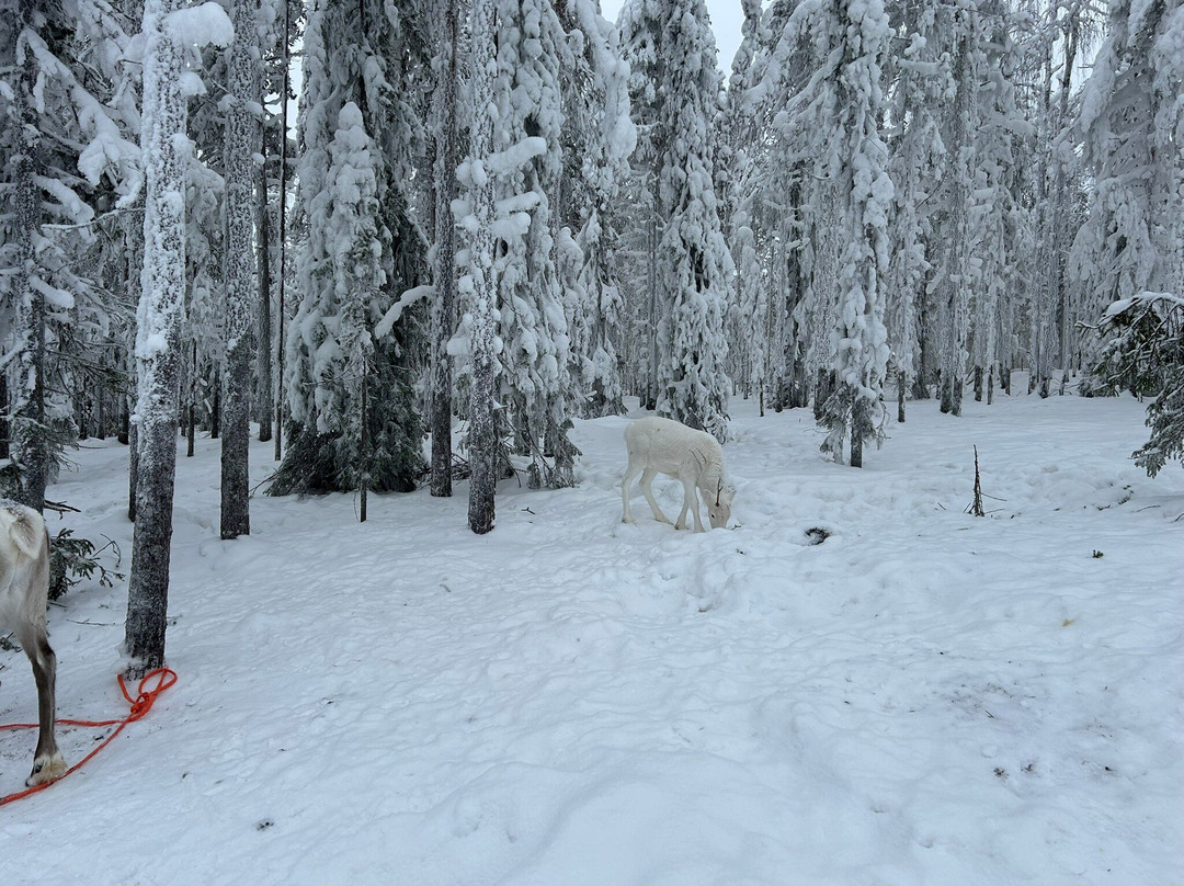 Kotatieva Winter Leisure Park