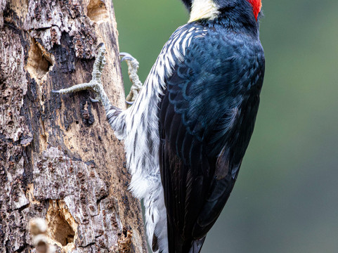 Batsu-多塔圣赫拉多必去景点